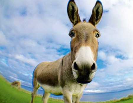 【小故事】职场"笨驴"如何逆袭?